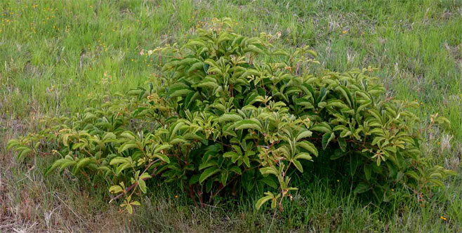 Ampelocissus obtusata