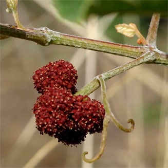 Ampelocissus obtusata