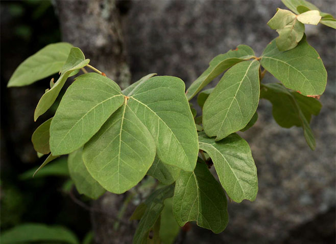 Rhoicissus revoilii 