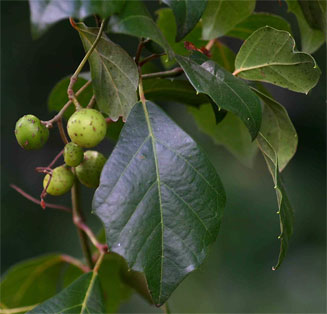 Rhoicissus rhomboidea