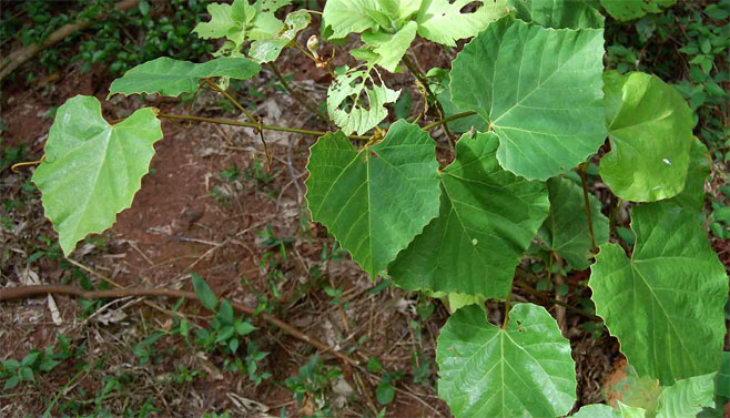Rhoicissus tomentosa 