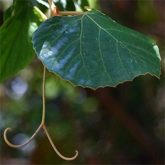 Rhoicissus tomentosa 