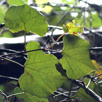 Rhoicissus tomentosa 