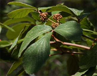 Rhoicissus tridentata