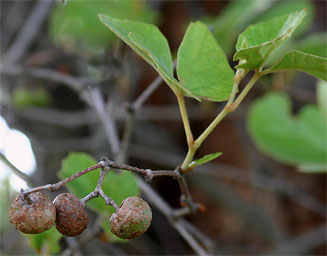 Rhoicissus tridentata