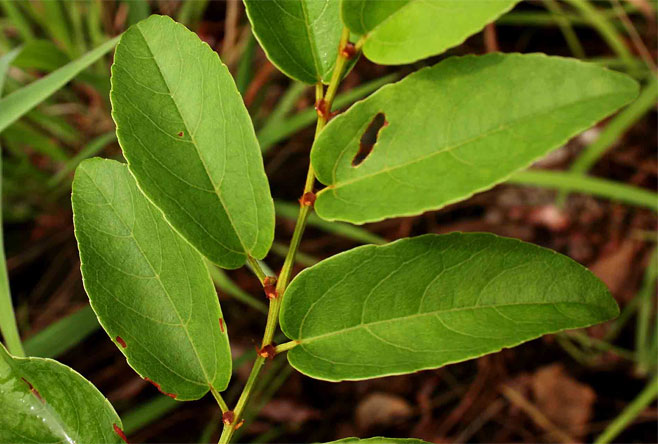 Cissus cornifolia 
