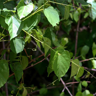 Cissus integrifolia