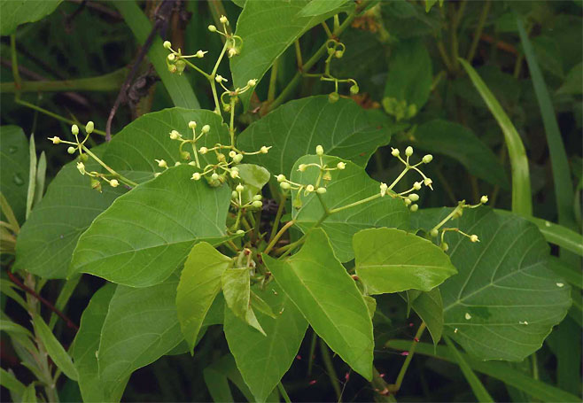 Cissus integrifolia