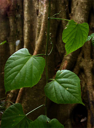 Cissus petiolata