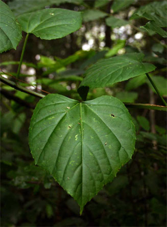 Cissus petiolata