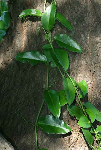 Cissus rotundifolia