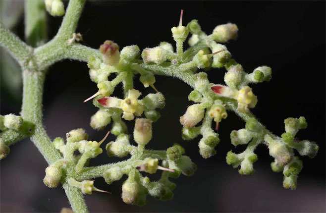 Cyphostemma buchananii 