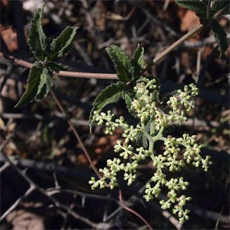 Cyphostemma buchananii 