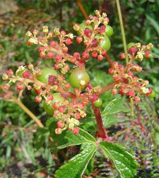 Cyphostemma montanum
