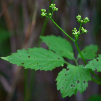 Cayratia gracilis