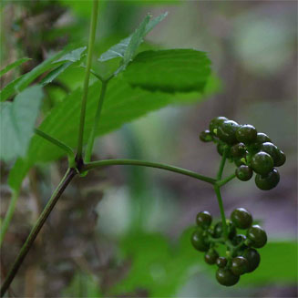 Cayratia gracilis