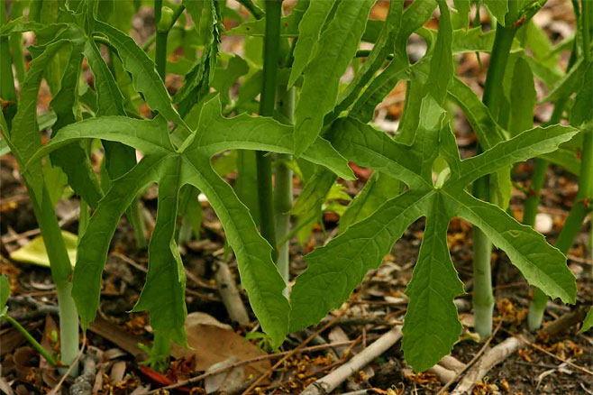 Cissus bathyrakodes