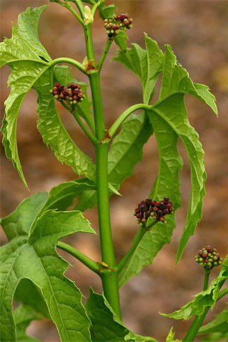 Cissus bathyrakodes