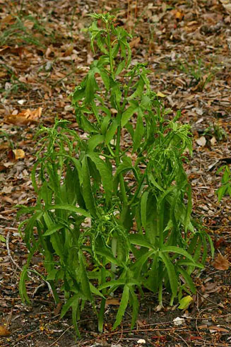 Cissus bathyrakodes