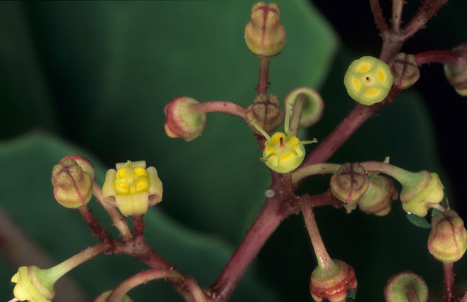Cyphostemma juttae