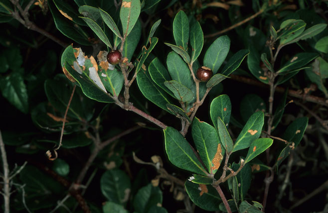 Rhoicissus digitata 