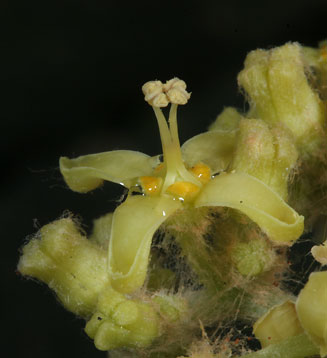 Cyphostemma currorii 