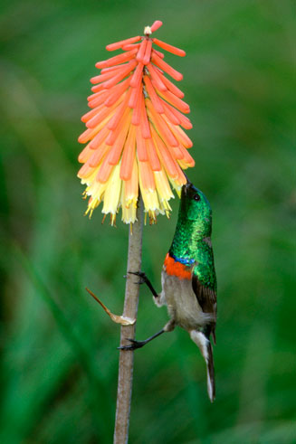 Kniphofia uvaria