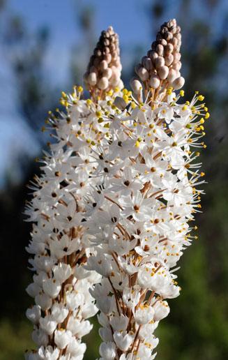 Bulbinella ciliolata 