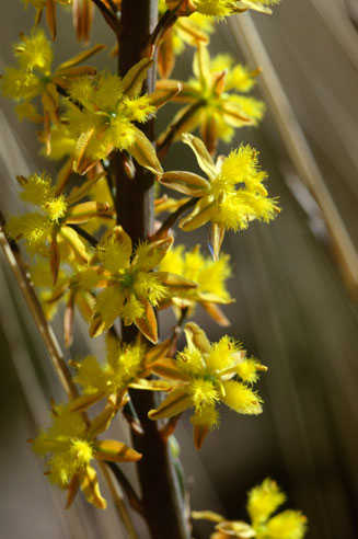 Bulbine cepacea 
