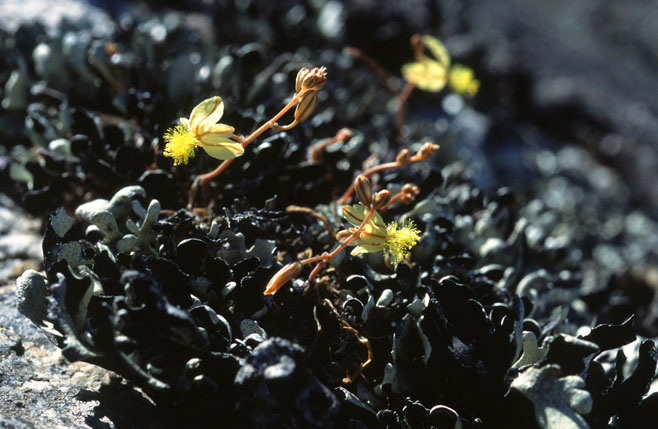 Bulbine foleyi
