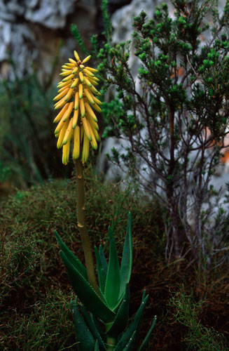 Aloe commixta