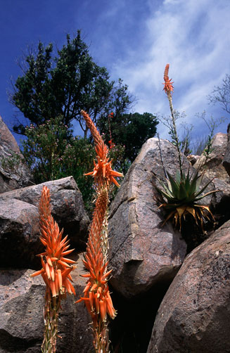 Aloe glauca