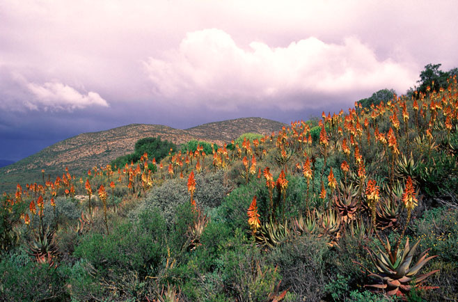 Aloe microstigma