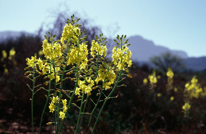 Bulbine cepacea 