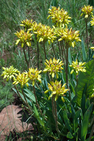 Aloe ecklonis 
