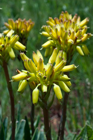 Aloe ecklonis 