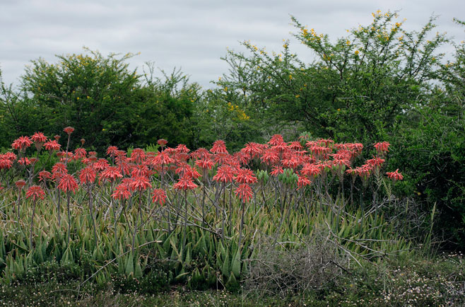 Aloe maculata 