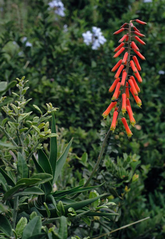 Aloe ciliaris