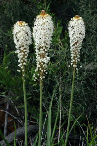 Bulbinella nutans