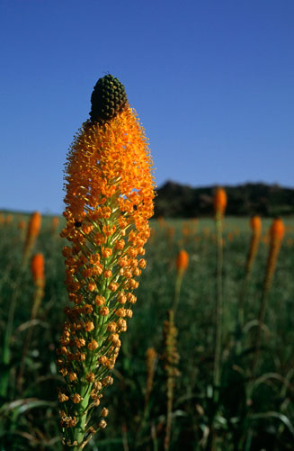 Bulbinella elegans