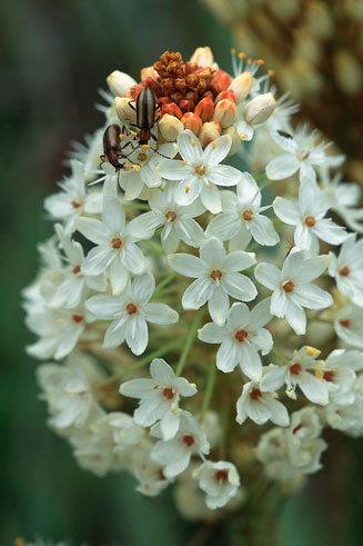 Bulbinella nutans