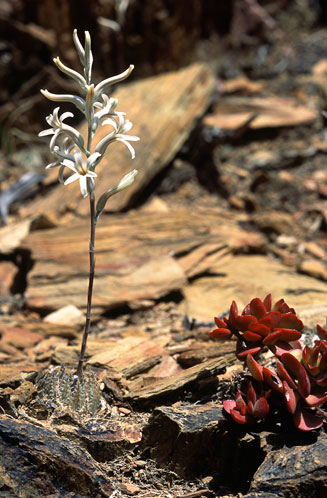 Haworthia arachnoidea