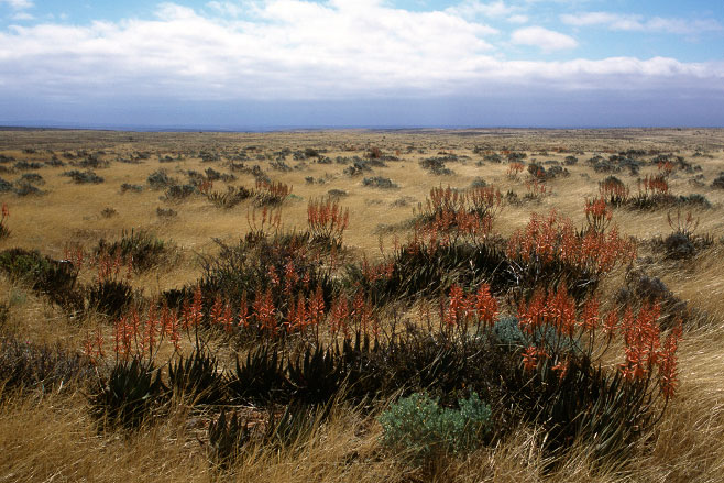 Aloe excelsa 