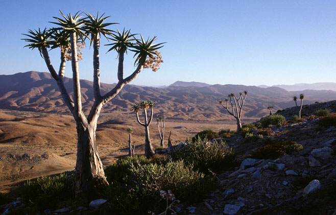 Aloe pillansii