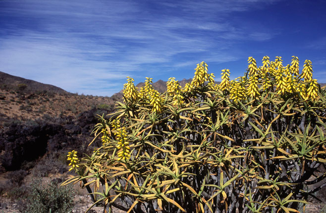 Aloe ramosissima