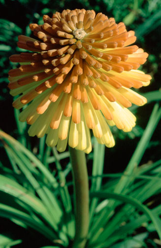 Kniphofia rooperi 