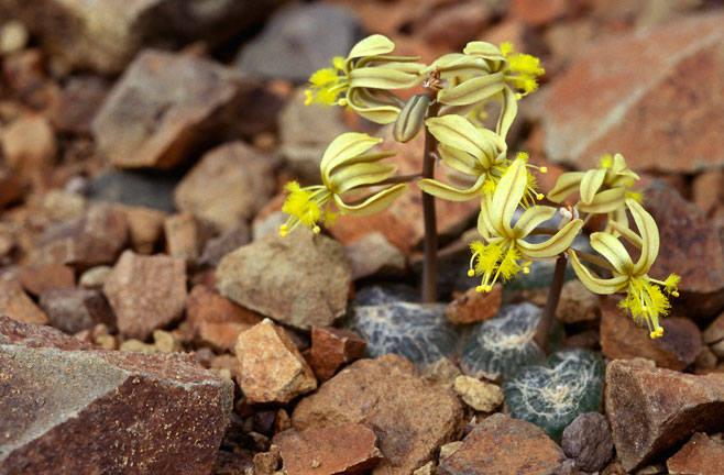 Bulbine mesembryanthoides