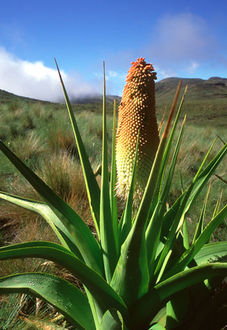 Kniphofia northiae