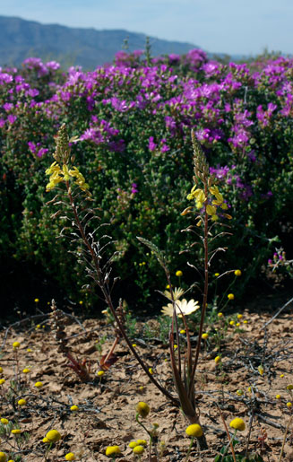Bulbine praemorsa