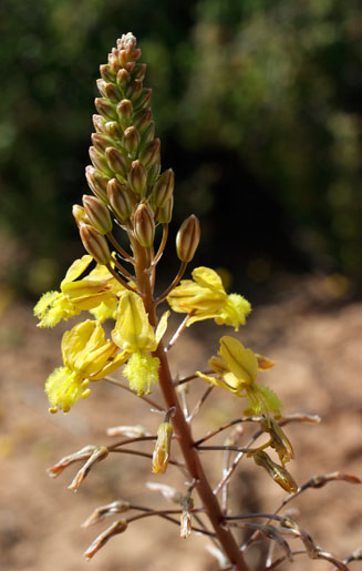 Bulbine praemorsa